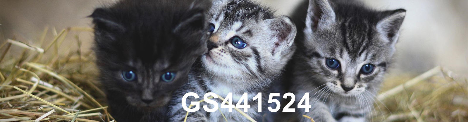 गुणवत्ता जीएस-441524 कारखाना